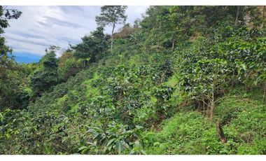 Finca cafetera con potencial turístico sector Buenavista 16 cuadras