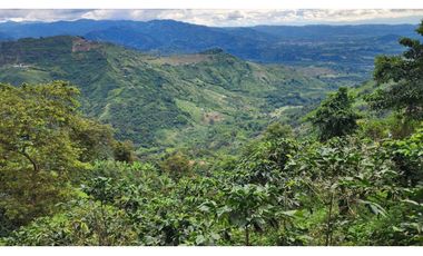 Finca cafetera con potencial turístico sector Buenavista 16 cuadras