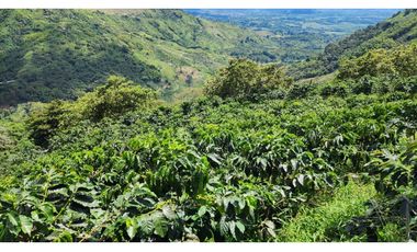 Finca cafetera con potencial turístico sector Buenavista 16 cuadras