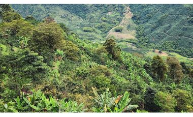 Finca cafetera con potencial turístico sector Buenavista 16 cuadras