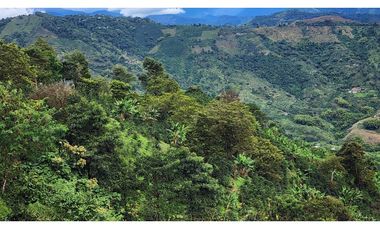 Finca cafetera con potencial turístico sector Buenavista 16 cuadras