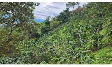 Finca cafetera con potencial turístico sector Buenavista 16 cuadras