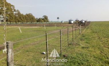 Campo - 235 hectáreas / Mechongué, Gral. Alvarado
