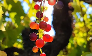 Parcela en Venta en I-566