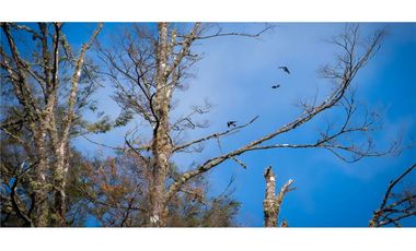 Villarrica Hermosa Parcela en Venta