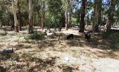 2 has linderas al Barrio Ebenezer Ideales para barrio de lotes de 300 m2!!!