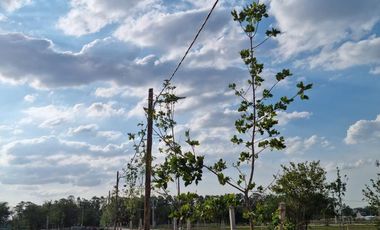 Venta Terreno Longchamps - Lote Barrio 