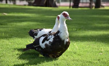 LOTE EN VENTA BARRIO SAN LUCAS-CANNING