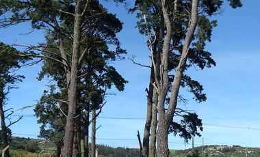 CAMPO EN VENTA PROVINCIA DE BUENOS AIRES RUTA 226