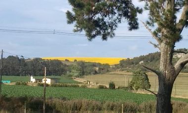 CAMPO EN VENTA PROVINCIA DE BUENOS AIRES RUTA 226
