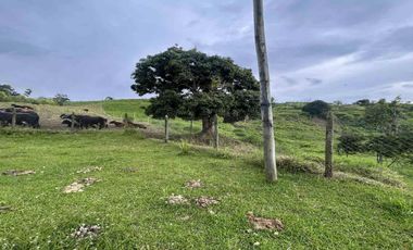 FINCA EN VENTA EN ULLOA/PEREIRA