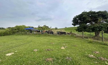 FINCA EN VENTA EN ULLOA/PEREIRA