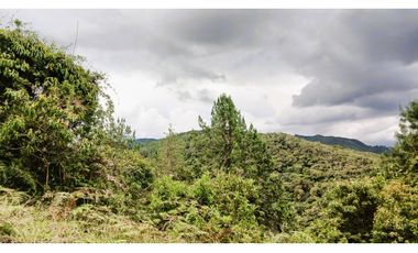 MH-536-Lote -.Parcelación La Cascada -Lote 62- El Retiro