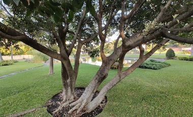 A un costado del Camino Real