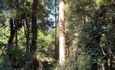 Agrícola en Venta en 30,8 hectareas en Ralun, sector Los Ladrillos