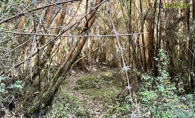 Agrícola en Venta en 30,8 hectareas en Ralun, sector Los Ladrillos