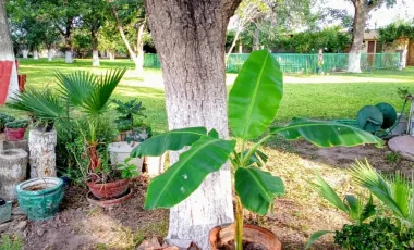Quinta en venta