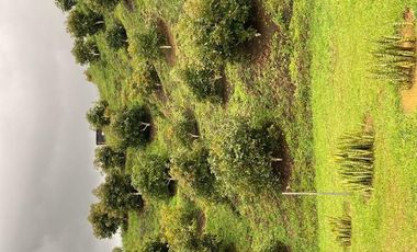 Casa finca en Guarne con cultivo de aguacate