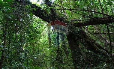 VENTA DE PARCELAS EN ISLA CAILLIN QUELLÓN