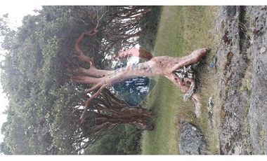 VENTA DE PARCELAS EN ISLA CAILLIN QUELLÓN