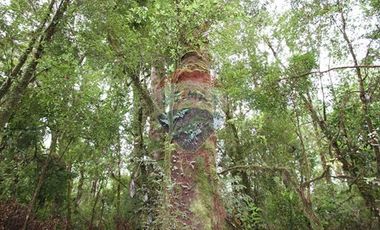 VENTA DE PARCELAS EN ISLA CAILLIN QUELLÓN