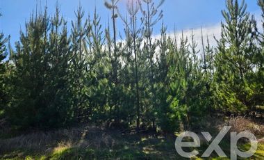 Parcela en Venta en Fundo Pailimo