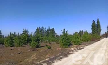 Parcela en Venta en Fundo Pailimo