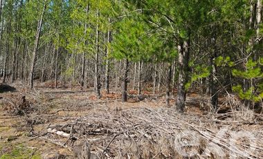 Parcela en Venta en Fundo Pailimo