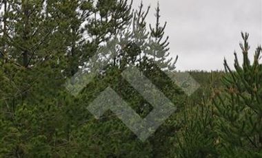 Parcela en Venta en Alto Colorado/ Hijuelas 2