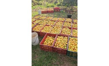 Finca en venta en Moniquirá, Boyacá