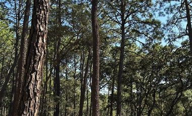 SE VENDE CABAÑA CAMPESTRE EN TAPALPA