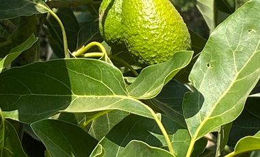 A SOLO 1 HORA DE SANTIAGO ESPECTACULAR CASA CAMPO