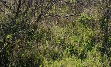 EN VENTA PARCELA PLANA LA AGUADA DE BUCALEMU