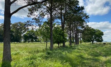 Campo en San Vicente