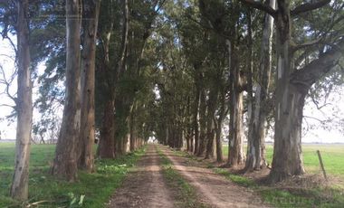 Campo en San Vicente