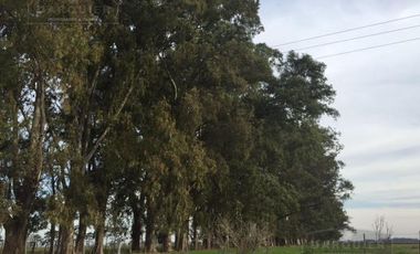 Campo en San Vicente