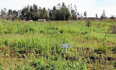 Parcela en venta  en PELLUHUE