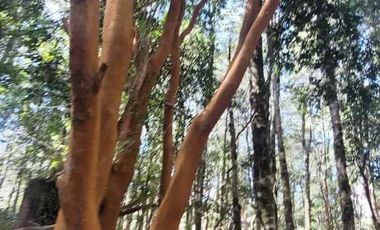 Parcela en venta en VILLARRICA