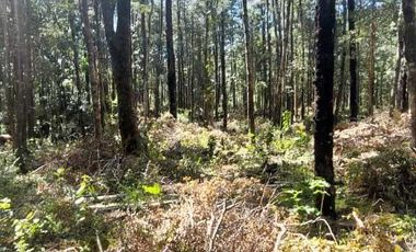 Parcela en venta en VILLARRICA