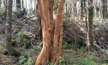 Parcela en venta en VILLARRICA