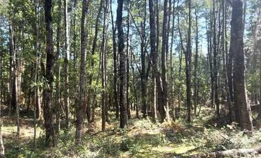 Parcela en venta en VILLARRICA