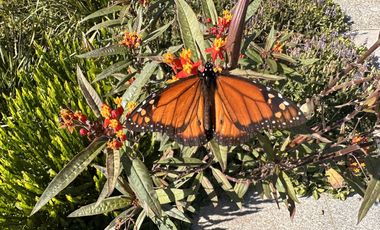 Venta, Terreno, Puertos, Barrio Araucarias, Lote Al 100