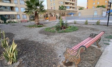 Vida costera ideal en Arica