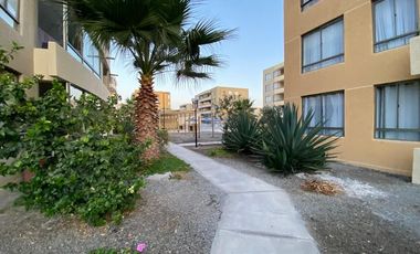 Vida costera ideal en Arica