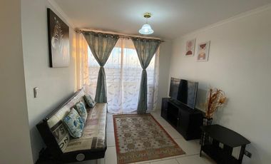 Vida costera ideal en Arica