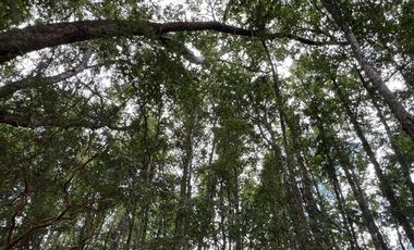 Venta de parcela 8.600 mts2 a 10 km de Villarrica