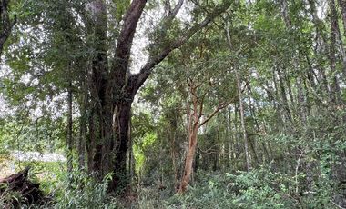 Venta de parcela 8.600 mts2 a 10 km de Villarrica