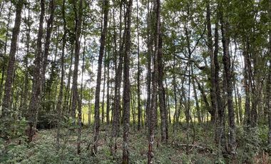 Venta de parcela 8.600 mts2 a 10 km de Villarrica