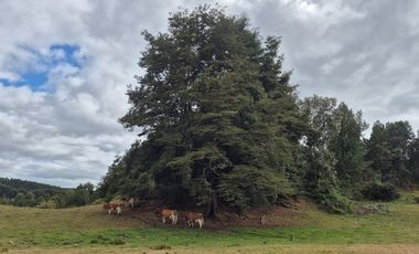 TERRENO 10 ha SECTOR PIRUQUINA-CHILOE
