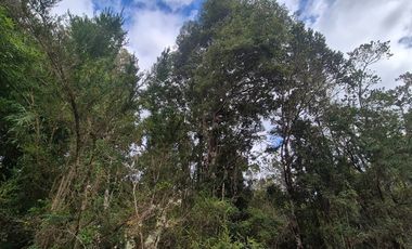 TERRENO 10 ha SECTOR PIRUQUINA-CHILOE